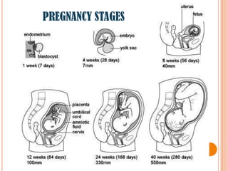 PREGNANCY STAGES
 
