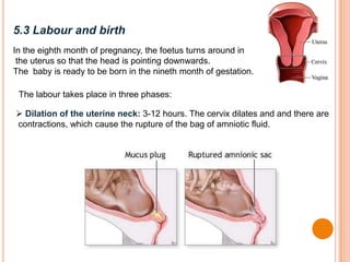 5.3 Labour and birth
In the eighth month of pregnancy, the foetus turns around in
the uterus so that the head is pointing downwards.
The baby is ready to be born in the nineth month of gestation.
The labour takes place in three phases:
 Dilation of the uterine neck: 3-12 hours. The cervix dilates and and there are
contractions, which cause the rupture of the bag of amniotic fluid.
 