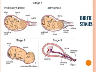 BIRTH
STAGES
 