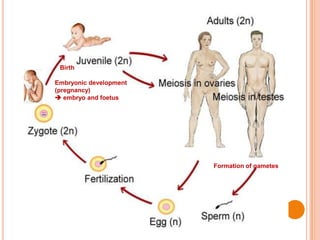 Formation of gametes
Embryonic development
(pregnancy)
 embryo and foetus
Birth
 