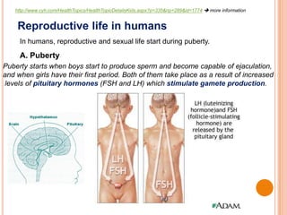 Reproductive life in humans
In humans, reproductive and sexual life start during puberty.
A. Puberty
Puberty starts when boys start to produce sperm and become capable of ejaculation,
and when girls have their first period. Both of them take place as a result of increased
levels of pituitary hormones (FSH and LH) which stimulate gamete production.
http://www.cyh.com/HealthTopics/HealthTopicDetailsKids.aspx?p=335&np=289&id=1774  more information
 