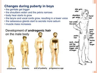 Changes during puberty in boys
• the genitals get bigger
• the shoulders widen and the pelvis narrows
• body hear starts to grow
• the larynx and vocal cords grow, resulting in a lower voice
• the sebaceous glands start to secrete more sebum
• muscle mass increases
 