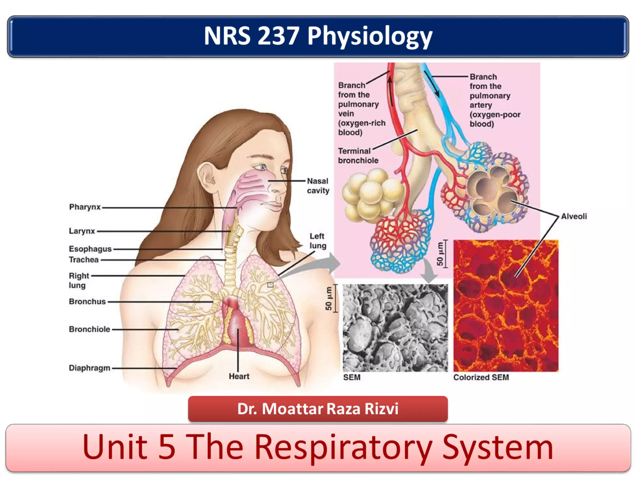 Unit 5 respiratory system nrs 237 new | PPT