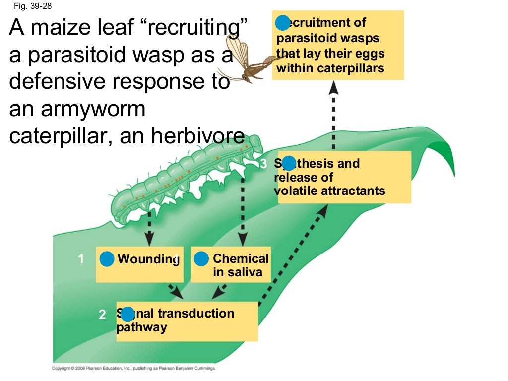 how do plants respond to the environment how do plants respond to the environment