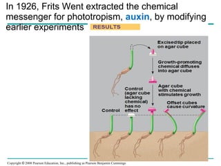 Copyright © 2008 Pearson Education, Inc., publishing as Pearson Benjamin Cummings
In 1926, Frits Went extracted the chemical
messenger for phototropism, auxin, by modifying
earlier experiments
 