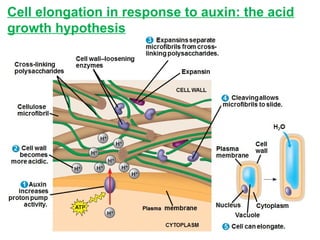 Cell elongation in response to auxin: the acid
growth hypothesis
 