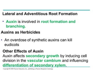 Copyright © 2008 Pearson Education, Inc., publishing as Pearson Benjamin Cummings
Lateral and Adventitious Root Formation
• Auxin is involved in root formation and
branching.
Other Effects of Auxin
Auxin affects secondary growth by inducing cell
division in the vascular cambium and influencing
differentiation of secondary xylem.
 