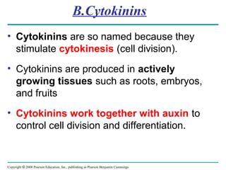 Copyright © 2008 Pearson Education, Inc., publishing as Pearson Benjamin Cummings
B.Cytokinins
• Cytokinins are so named because they
stimulate cytokinesis (cell division).
• Cytokinins are produced in actively
growing tissues such as roots, embryos,
and fruits
• Cytokinins work together with auxin to
control cell division and differentiation.
 