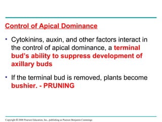 Copyright © 2008 Pearson Education, Inc., publishing as Pearson Benjamin Cummings
Control of Apical Dominance
• Cytokinins, auxin, and other factors interact in
the control of apical dominance, a terminal
bud’s ability to suppress development of
axillary buds
• If the terminal bud is removed, plants become
bushier. - PRUNING
 