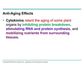 Copyright © 2008 Pearson Education, Inc., publishing as Pearson Benjamin Cummings
Anti-Aging Effects
• Cytokinins retard the aging of some plant
organs by inhibiting protein breakdown,
stimulating RNA and protein synthesis, and
mobilizing nutrients from surrounding
tissues.
 