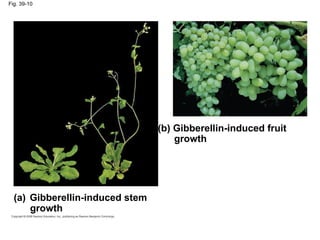 Fig. 39-10
(a) Gibberellin-induced stem
growth
(b) Gibberellin-induced fruit
growth
 