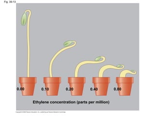 Fig. 39-13
Ethylene concentration (parts per million)
0.100.00 0.20 0.40 0.80
 