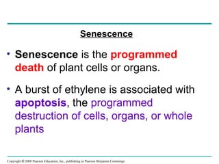 Copyright © 2008 Pearson Education, Inc., publishing as Pearson Benjamin Cummings
Senescence
• Senescence is the programmed
death of plant cells or organs.
• A burst of ethylene is associated with
apoptosis, the programmed
destruction of cells, organs, or whole
plants
 