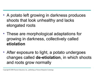 Copyright © 2008 Pearson Education, Inc., publishing as Pearson Benjamin Cummings
• A potato left growing in darkness produces
shoots that look unhealthy and lacks
elongated roots
• These are morphological adaptations for
growing in darkness, collectively called
etiolation
• After exposure to light, a potato undergoes
changes called de-etiolation, in which shoots
and roots grow normally
 
