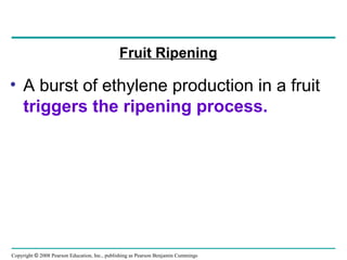 Copyright © 2008 Pearson Education, Inc., publishing as Pearson Benjamin Cummings
Fruit Ripening
• A burst of ethylene production in a fruit
triggers the ripening process.
 