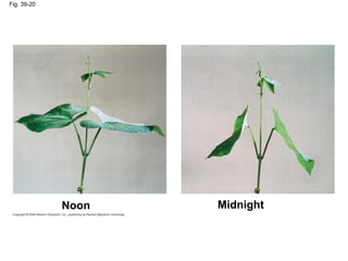 Fig. 39-20
Noon Midnight
 