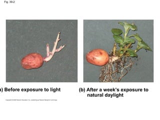 Fig. 39-2
a) Before exposure to light (b) After a week’s exposure to
natural daylight
 