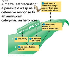 Fig. 39-28
Recruitment of
parasitoid wasps
that lay their eggs
within caterpillars
Synthesis and
release of
volatile attractants
Chemical
in saliva
Wounding
Signal transduction
pathway
1 1
2
3
4
A maize leaf “recruiting”
a parasitoid wasp as a
defensive response to
an armyworm
caterpillar, an herbivore
 