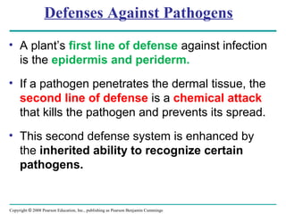 Copyright © 2008 Pearson Education, Inc., publishing as Pearson Benjamin Cummings
Defenses Against Pathogens
• A plant’s first line of defense against infection
is the epidermis and periderm.
• If a pathogen penetrates the dermal tissue, the
second line of defense is a chemical attack
that kills the pathogen and prevents its spread.
• This second defense system is enhanced by
the inherited ability to recognize certain
pathogens.
 