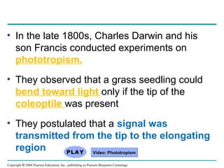 Copyright © 2008 Pearson Education, Inc., publishing as Pearson Benjamin Cummings
• In the late 1800s, Charles Darwin and his
son Francis conducted experiments on
phototropism.
• They observed that a grass seedling could
bend toward light only if the tip of the
coleoptile was present
• They postulated that a signal was
transmitted from the tip to the elongating
region Video: PhototropismVideo: Phototropism
 