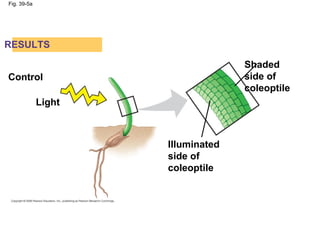 Fig. 39-5a
RESULTS
Control
Light
Illuminated
side of
coleoptile
Shaded
side of
coleoptile
 