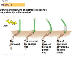 Fig. 39-5b
RESULTS
Light
Tip
removed
Darwin and Darwin: phototropic response
only when tip is illuminated
Tip covered
by opaque
cap
Tip
covered
by trans-
parent
cap
Site of
curvature
covered by
opaque
shield
 
