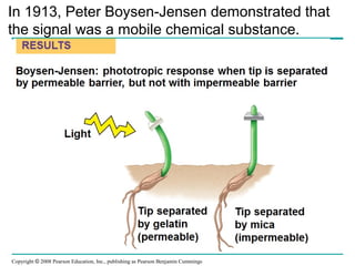 Copyright © 2008 Pearson Education, Inc., publishing as Pearson Benjamin Cummings
In 1913, Peter Boysen-Jensen demonstrated that
the signal was a mobile chemical substance.
 