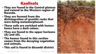 Kaolisols
08/02/2023 12:05 carra Dusabimana Jean D Amour
• They are found in the Central plateau
and extend to the Western region of
Rwanda.
• They are formed from the
disintegration of granitic rocks that
were being metamorphosed.
• These soils are enriched with humus
hence have a dark colour.
• They are found in the upper horizons
(A) and (O).
• The humus found in this section
comes from the decaying vegetation
and animals.
• This soil is found in Gicumbi district
 