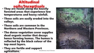 Altitudinal
soils/Inceptisols
08/02/2023 12:05 carra Dusabimana Jean D Amour
• They are found along the heavily
forested areas that experience low
temperatures and heavy rainfall.
• These soils are easily eroded into the
valleys.
• These soils are common in the
Northern and Western Provinces.
• The dense vegetation cover supplies
dead organic matter that decays
hence forming humus. The humus is
reflected by the black colour of the
top most layers.
• They are fertile and support
agriculture.
 