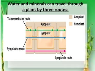 Unit 5 support and transport in plants