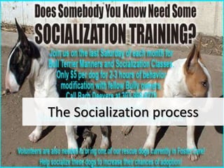 The Socialization process