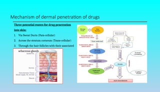 Mechanism of dermal penetration of drugs
Three potential routes for drug penetration
into skin:
1. Via Sweat Ducts (Para-cellular)
2. Across the stratum corneum (Trans-cellular)
3. Through the hair follicles with their associated
sebaceous glands
 