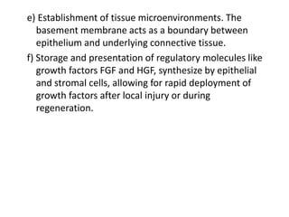 e) Establishment of tissue microenvironments. The
basement membrane acts as a boundary between
epithelium and underlying connective tissue.
f) Storage and presentation of regulatory molecules like
growth factors FGF and HGF, synthesize by epithelial
and stromal cells, allowing for rapid deployment of
growth factors after local injury or during
regeneration.
 
