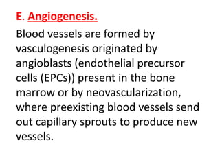 E. Angiogenesis.
Blood vessels are formed by
vasculogenesis originated by
angioblasts (endothelial precursor
cells (EPCs)) present in the bone
marrow or by neovascularization,
where preexisting blood vessels send
out capillary sprouts to produce new
vessels.
 
