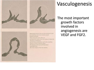 Vasculogenesis
The most important
growth factors
involved in
angiogenesis are
VEGF and FGF2.
 