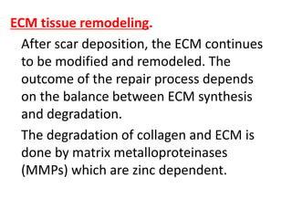 ECM tissue remodeling.
After scar deposition, the ECM continues
to be modified and remodeled. The
outcome of the repair process depends
on the balance between ECM synthesis
and degradation.
The degradation of collagen and ECM is
done by matrix metalloproteinases
(MMPs) which are zinc dependent.
 