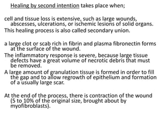 Healing by second intention takes place when;
cell and tissue loss is extensive, such as large wounds,
abscesses, ulcerations, or ischemic lesions of solid organs.
This healing process is also called secondary union.
a large clot or scab rich in fibrin and plasma fibronectin forms
at the surface of the wound.
The inflammatory response is severe, because large tissue
defects have a great volume of necrotic debris that must
be removed.
A large amount of granulation tissue is formed in order to fill
the gap and to allow regrowth of epithelium and formation
of a usually large scar.
At the end of the process, there is contraction of the wound
(5 to 10% of the original size, brought about by
myofibroblasts).
 