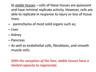 b) stable tissues – cells of these tissues are quiescent
and have minimal replicate activity. However, cells are
able to replicate in response to injury or loss of tissue
mass.
– parenchyma of most solid organs such as;
– Liver
– Kidney
– Pancreas
– As well as endothelial cells, fibroblasts, and smooth
muscle cells.
With the exception of the liver, stable tissues have a
limited capacity to regenerate.
 