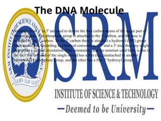 The DNA Molecule
• Numbers from 1′ to 5′ are used to denote the five carbon atoms of the sugar part of
the nucleotide. The phosphate group is attached to the 5′ carbon, and the base is
attached to the 1′ carbon. To the 3′ carbon there is attached a hydroxyl (OH) group.
Each strand has, according to chemical convention, a 5′ and a 3′ end, thus any single
strand has a natural orientation. This orientation, and the notation used here, is due to
the fact that one end of the single strand has a free (i.e., unattached to another
nucleotide) 5′ phosphate group, and the other has a free 3′ hydroxyl group.
 