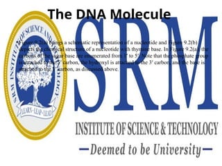 The DNA Molecule
• Figure 9.2(a) brings a schematic representation of a nucleotide and Figure 9.2(b)
depicts the chemical structure of a nucleotide with thymine base. In Figure 9.2(a), the
carbons of the sugar base are enumerated from 1′ to 5′. Note that the phosphate group
is attached to the 5′ carbon, the hydroxyl is attached to the 3′ carbon, and the base is
attached to the 1′ carbon, as discussed above.
 
