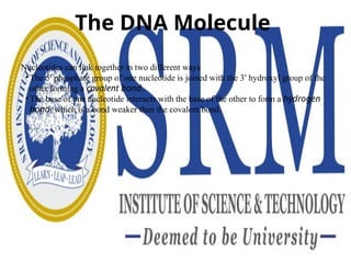 The DNA Molecule
Nucleotides can link together in two different ways
• The 5′ phosphate group of one nucleotide is joined with the 3′ hydroxyl group of the
other forming a covalent bond.
• The base of one nucleotide interacts with the base of the other to form a hydrogen
bond, which is a bond weaker than the covalent bond.
 