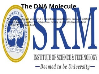 The DNA Molecule
• One well known fact about DNA is that it forms a double helix; that is, two helical
(spiral-shaped) strands of the polypeptide, running in opposite directions, held
together by hydrogen bonds
 