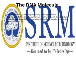 The DNA Molecule
• Note the directionality and complementarity in this representation.
• Note also that the two strands are drawn one over the other, with the upper strand
oriented from left to right in 5′−3′ direction, and the lower strand oriented in the
opposite direction, 3′−5′.
 