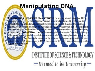 Manipulating DNA
• Denaturation (separates DNA strands): by heating double-stranded DNA, it
becomes possible to separate the two strands into single strands. It is possible to
separate the two strands without breaking the single strands because the hydrogen
bonds between complementary nucleotides are much weaker than the covalent bonds
between adjacent nucleotides in the two strands. Denaturation is also called melting.
• Annealing (fuses DNA strands): annealing is the reverse of melting, whereby a
solution of single strands is cooled down so as to allow for complementary strands to
bind together. When the single strands in the solution are not complementary in their
entirety, the result of annealing is DNA molecules with sticky ends. Annealing is also
called renaturation.
 