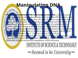 Manipulating DNA
• Polymerase extension (fills in incomplete strands): a class of enzymes
called polymerases is able to add nucleotides to an incomplete DNA molecule, such
as the one shown in Figure 9.7(b). Thus, the molecule can be completed to a double
strand without sticky ends. The polymerases are able to add nucleotides in the 5′−3′
direction until pairing each nucleotide with its Watson-Crick complement. This
process requires an existing single strand that acts as a template prescribing the
chain of nucleotides to be added (by Watson-Crick complementarity), and an existing
sequence, called primer, which is bonded to a part of the template with the 3′ end
available for extension in the 5′−3′ direction (Figure Figure 9.8(a)).
• Some exonucleases remove nucleotides from the 5′ end, others remove from the 3′
end, and others remove nucleotides from single strands. Figure 9.8 illustrates the
polymerase extension and nuclease degradation of DNA molecules.
 