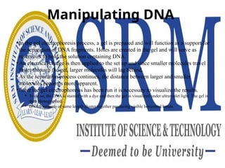 Manipulating DNA
• In the gel electrophoresis process, a gel is prepared and will function as a support for
the separation of DNA fragments. Holes are created in the gel and will serve as
reservoirs to hold the solution containing DNA.
• An electrical charge is then applied to the set up and since smaller molecules travel
faster through the gel, larger molecules will lag behind.
• As the separation process continues, the distance between larger and smaller
molecules becomes more apparent.
• After the gel electrophoresis has been run it is necessary to visualize the results.
⚬ To do so, the DNA is stained with a dye and then the gel is visualized under ultraviolet light. The gel is
then photographed,
⚬ DNA fragments of same length cluster together producing visible horizontal bands.
 