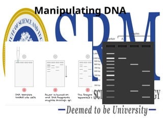 Manipulating DNA
 