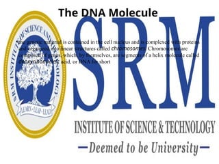 The DNA Molecule
• the genetic material is contained in the cell nucleus and is complexed with proteins
and organized into linear structures called chromosomes. Chromosomes are
composed of genes, which, by themselves, are segments of a helix molecule called
deoxyribonucleic acid, or DNA for short
 