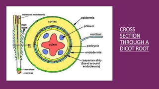 CROSS
SECTION
THROUGH A
DICOT ROOT
 