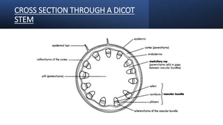 CROSS SECTION THROUGH A DICOT
STEM
 